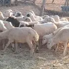 رخال رفيدي من 410 ريال