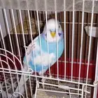 طير الحب ذكر .ألوانه جميله يميل للون الازرق الفاتح
