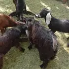 تيوس
