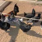 10 دجاجات وديكين تربيه مزرعة الصحة ممتازة ولله الحمد والشكر