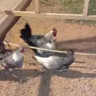 اربع دجاجات وديك الصحة ممتازة ولله الحمد والشكر