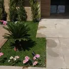 مشتل نور نبات السيكس