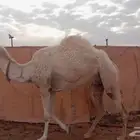 مقابل مركز العروسي الخنفر