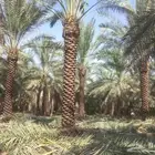 نخل عربي سرو ايطالي