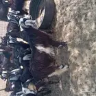 تيوس وجفار بهم مندي