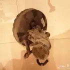 قطع سوزوكي سليريو