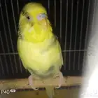 عصافير بادجي طيور الحب