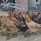 للبيع دجاج بلدي بياض شرط. ويوجد ديوك