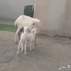 ضان رفيديات متومات مقاني فاخره