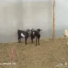 تيس وعنز جنوبيها للبيع
