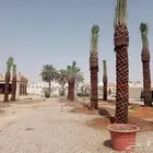 نخل مثمر فاخر للبيع واشنطني زينه للبيع نقايل صقعي برحي سكري