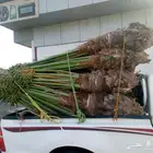 نخل للبيع مكه جده فسايل منوعه