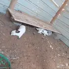 أرانب بلدي وفرنسي