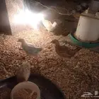 صوص بلدي عمر شهرين