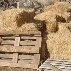 مكوم من اول تخزين رودس تلبين الصيف شد 85 موجود 300لبنة