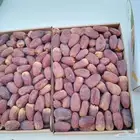 تمر مجدوله درجه اولى للتواصل