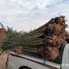 ابو عدنان التوريد جميع انواع انخيل التواصل مع
