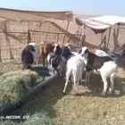 البيع 9خرفان هجيين