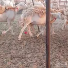 غنم حريات دفيع وخلفات