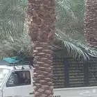 جريد نخل أخضر