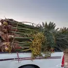عندنا نخيل عربي وشنطني متواجدين في أنحاء المملكة العربية الس