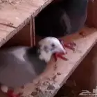 زواجل سباق محجلين مسافات طويلة ووسط