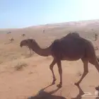 وعود للبيع في القصيم طليحه