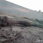 زراعه نخيل