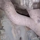 لبيع مكينة با جربقصه خمس تعشيق