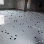 مبلط
