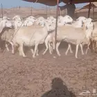 ضان جنب طيبه دفيع