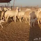 ما شاء الله وتبارك الله أعرض لكم غنم حريات دفيع مفاصيل