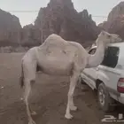 بكره لقيه بنت الذيب الملوك لعوده الضبع العطوي والناقه ابوه