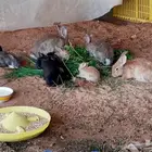 ارانب انتاج لبيع
