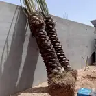 سطحه ونش لنقل وزراعه النخل