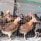 دجاج بلدي بياض على الشرط