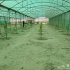 غرس جميع انواع الشجار