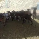 تيوس وجفار للبيع
