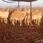 ضان حريات دفيع
