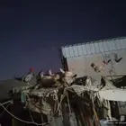 دجاج وأرانب وشبكين كبيره والجميع للبيع