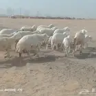 ضان حرية خلفات