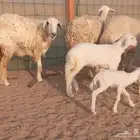 غنم حريات خلفات حرش رخال