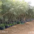 يوجد جميع انواع الشجار ازيتون وسدر وطلح وسمر