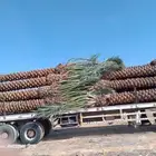 مقاول شبوك ونخيل
