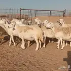 ضان حريات حرش دفيع