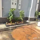 مشتل بيع الزهور والشتلات الزراعيه بجميع انواعها مع الصيانه