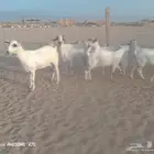 معزا .خلفات متوم 2 معها 4 وسبعة جنب