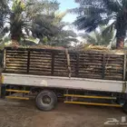سعف نخيل طيب جديد أخضر للعرايش