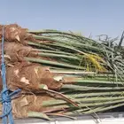 يوجد لدينا 20حبه نخل فاخر نوايع طيبه بطلعها