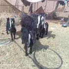 البيع عنز